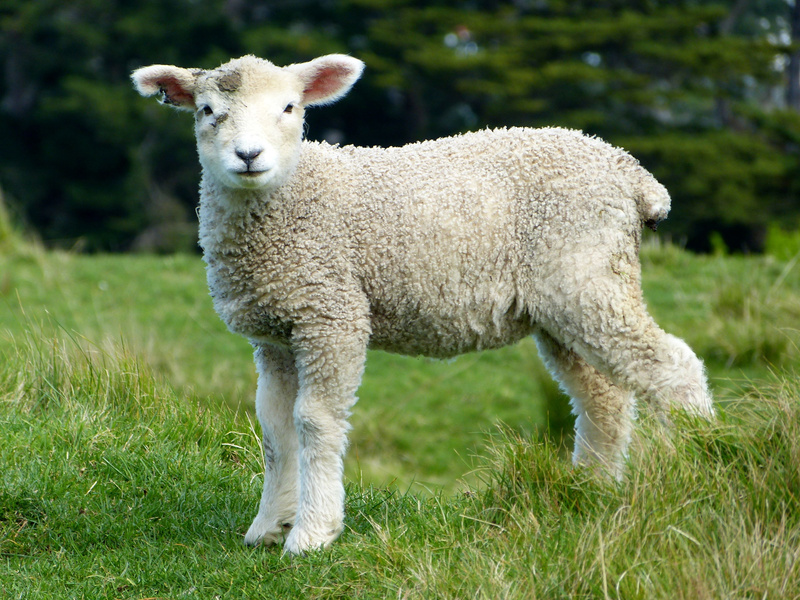 White Sheep during Daytime